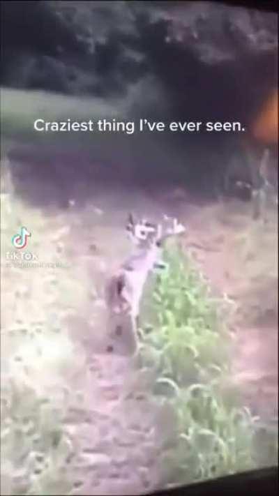 Unusual Deer