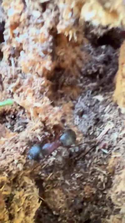 Is this a Camponotus Major?