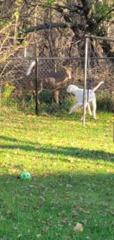 A buck squaring off with my dog this morning. He's fine, I scared him off