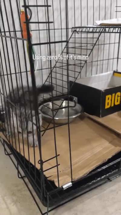 Tiny floof with no braincell.