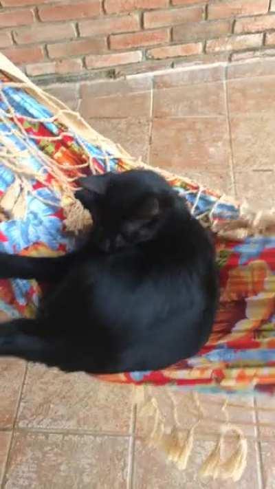 Baguera curtindo o domingo