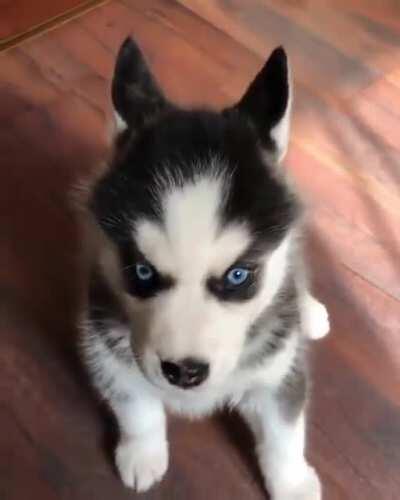 Please gib me a treat hooman 🐶