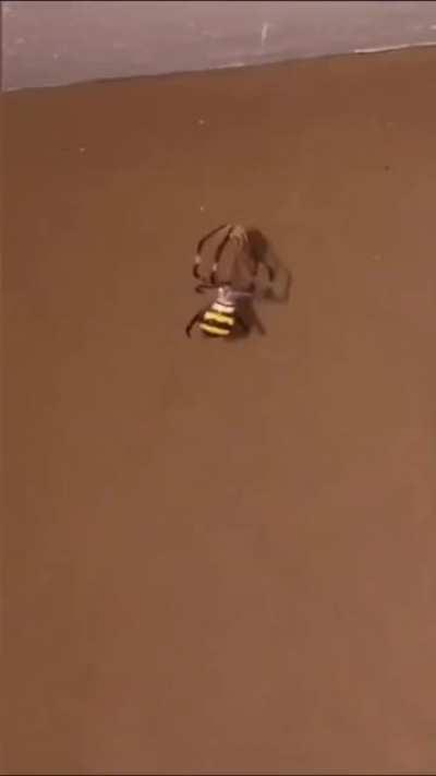 Orslok en el reino animal