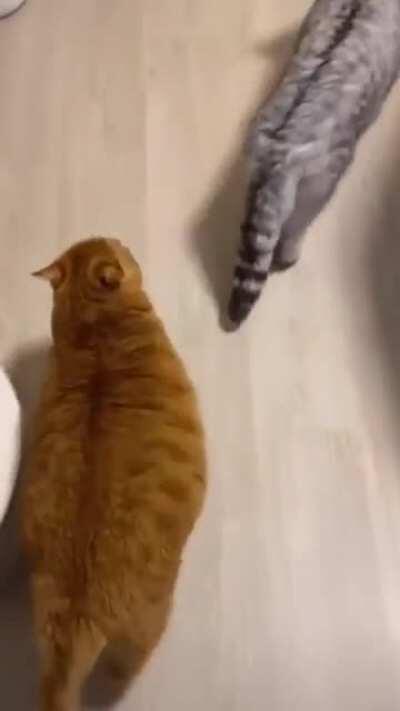 Orange gangster Chonky is confident & ready to attack!