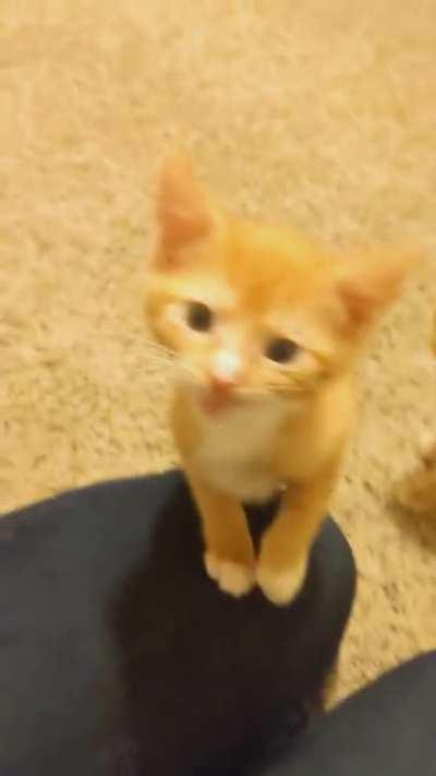 Illegally Smol Kitty with Smollest Squeak