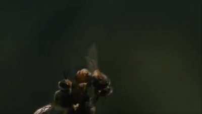 🔥 Extraordinary video of the inflight mating of a queen bee. The ejaculation of a drone bee is so powerful that his endophallus ruptures and he quickly dies.