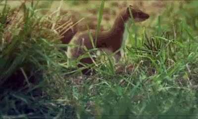 Get down, Mr. President!