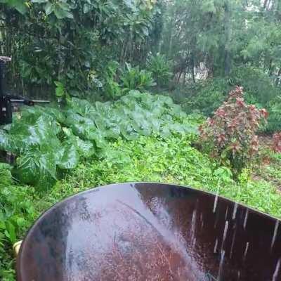 I don't have to water our pumpkins now.