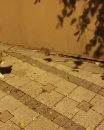 А ну иди сюда говно собачье. Решил меня съесть?