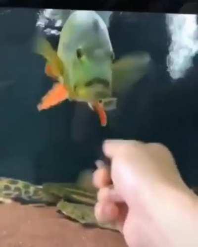 Your fish is glitching.