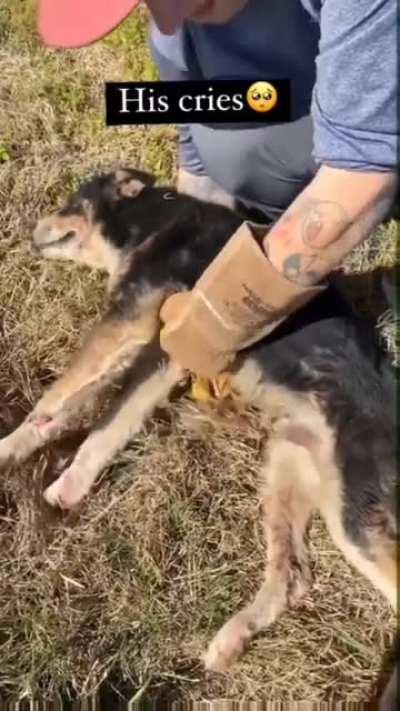 This dog helped get attention for his dog friend who was injured