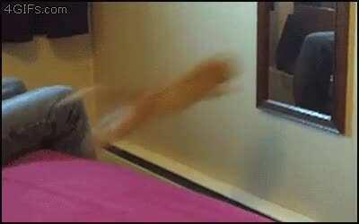 Cat Jumping Into Mirror