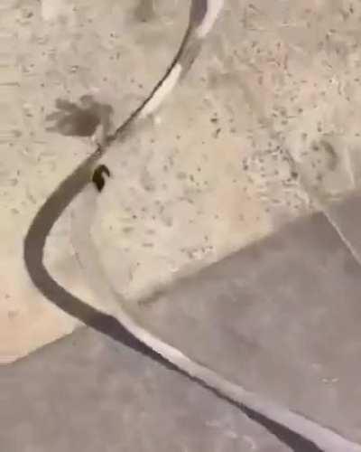 My fish people need me