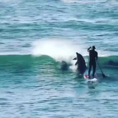 Just trying to paddle board