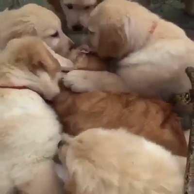 cAt gEtS vIciOuSlY aTtaCked bY a PaCk Of WiLd dOgS