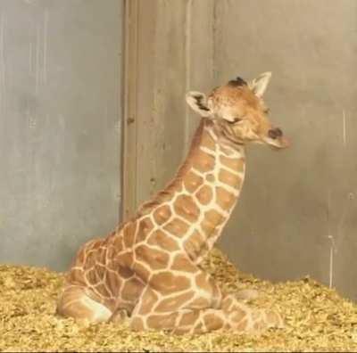New born giraffe isn't sure what to do with his neck while taking a nap