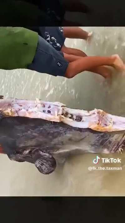 Big Fish got eaten in half.