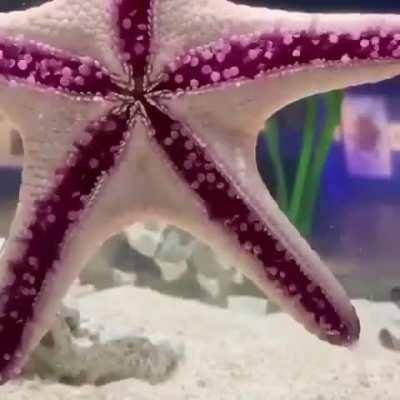 How starfish walk