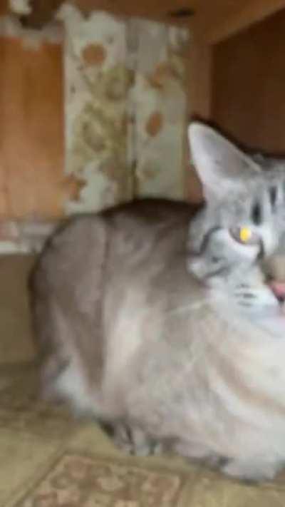 Lost a cat in the new house. Found him when we saw a foot poke out