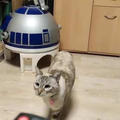 Kitty Dome (credits: faroncinqquatre)