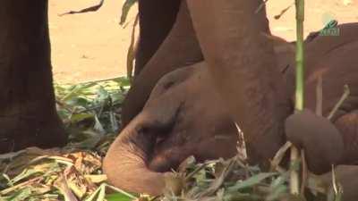 Baby elephant decides to take a nap on lunch