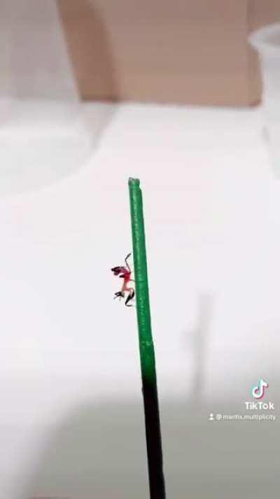 Fig’s colors fits perfectly!