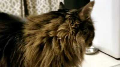 Timber requests additional snacc.