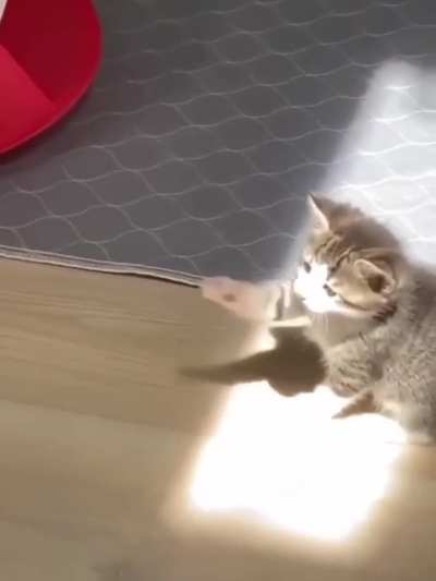 Morgan meets the sun bunny.