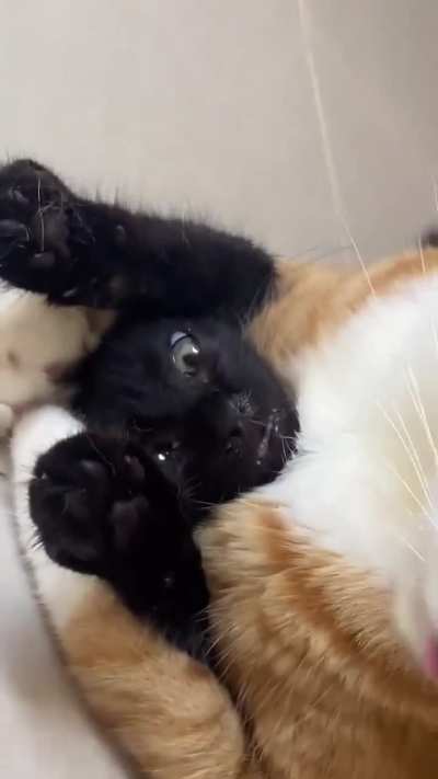 bro doesn't have a choice but to be loved