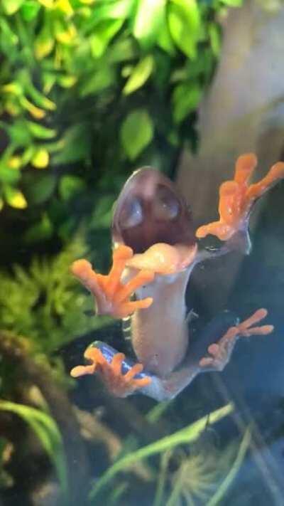 Most frogs can retract their eyes to help push food down their throats.