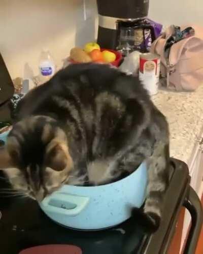 BrAiNlEsS fUcKiNg HuMaN wAtChEs As CaT cOmMiTs SuCiDe