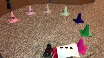 My smol ratty Donut weaving between mini cones while dressed as Frosty the Snowrat!