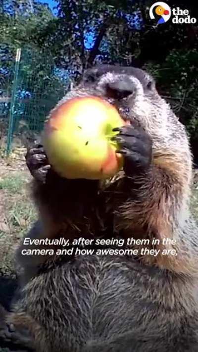 This guy treats the local animals right.