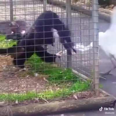 Ты думал меня трахнуть? Да я сам тебя трахну!