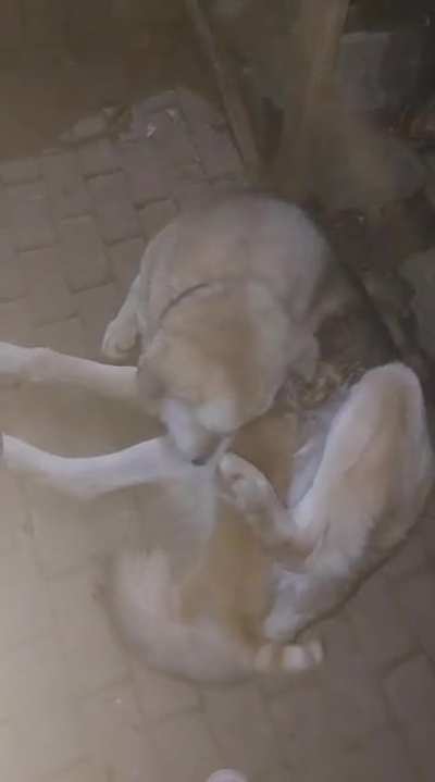 The kitten thinks the dog is his mother