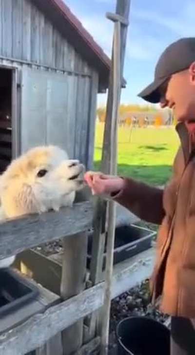 Taunting a llama just to be mean