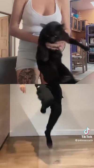 It's annoyed but no harm done