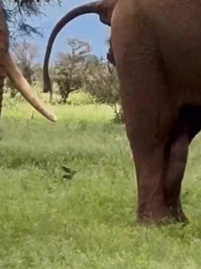 Moye Moye poor fella