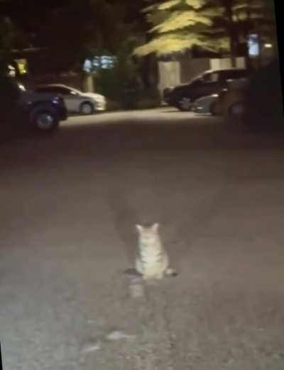 A cat observating a mouse fight in Indonesia..