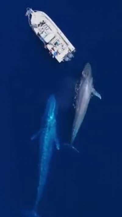 Be Amazed by Blue Whales