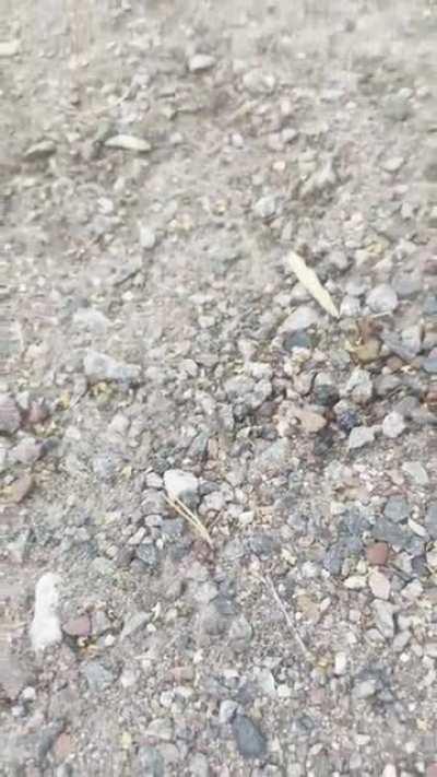 Thought I saw a bug, but on a closer look it seems like more of a glitch. Or just a happy little stone.