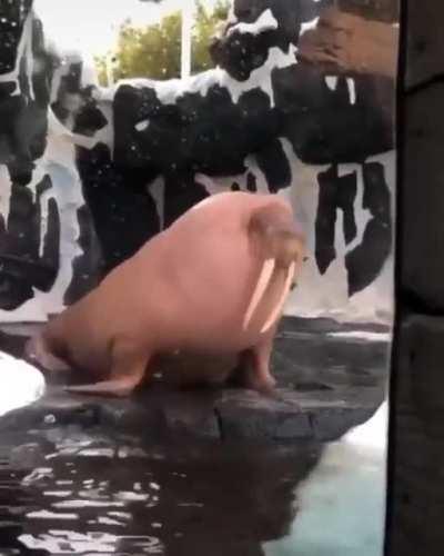 An Absolute Unit of a Walrus!