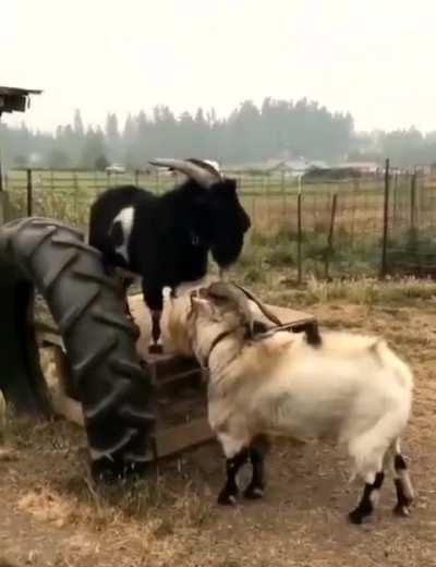 Colleague, I disagree with your opinion