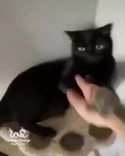 Você já lutou karate com seus gatos hoje luba?