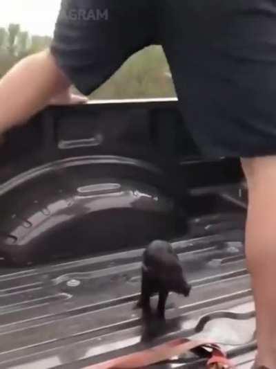 Нападение кабана