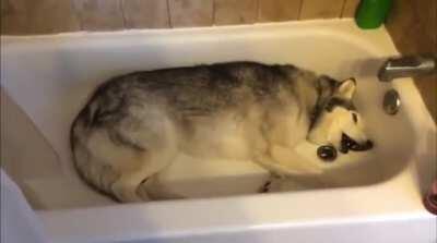 Howling in protest: “Turn the water on hooman!”