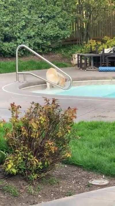 7-month-old derp plays in the pool for the first time... Just keep watching