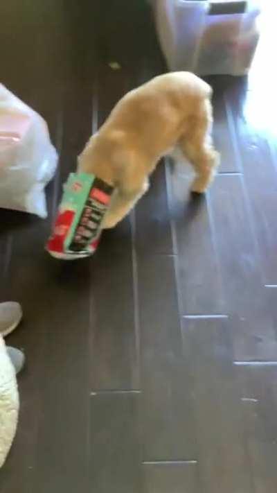 Derpy Dog gets stupid face stuck in empty popcorn bag.