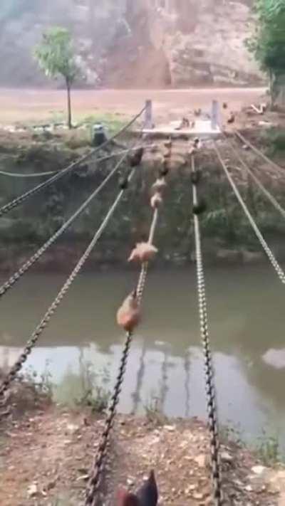 Chickens can't fly, but they have exceptional balance