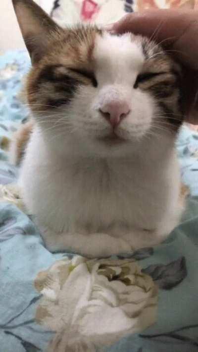 Cat.exe has now shut down (wait for the end)